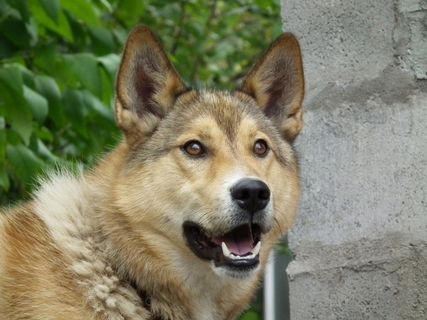 狗，小狗，动物，莱卡，红发，宠物，肖像