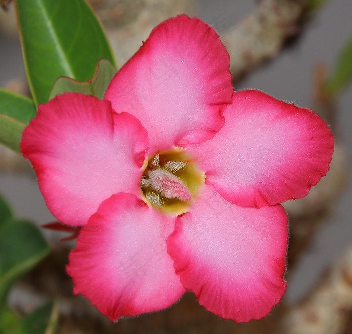 花，罗莎，鲜花，黄色，粉红色，花瓣，宏