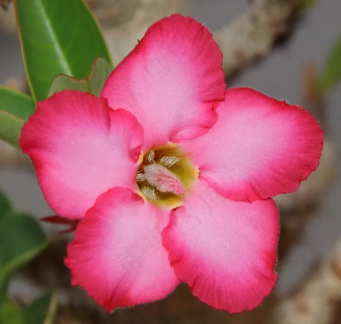 花，罗莎，鲜花，黄色，粉红色，花瓣，宏
