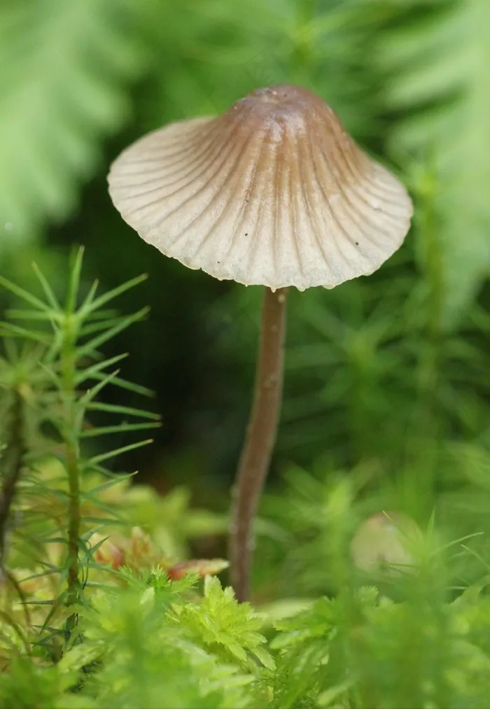 蘑菇，蘑菇，性质，森林，秋季，青苔