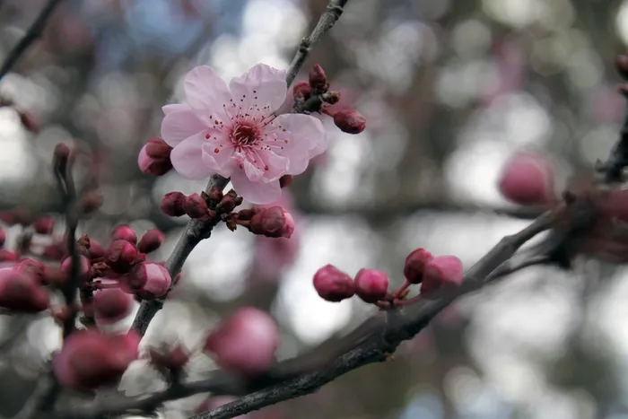 樱花，樱花，日本樱花树，花