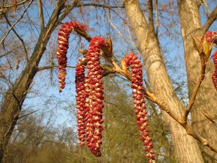 加拿大杨，杂交黑杨，加拿大杨