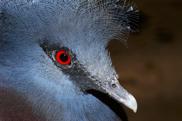 耳聋，鸟，头，肖像，蓝色，多彩，全身羽毛
