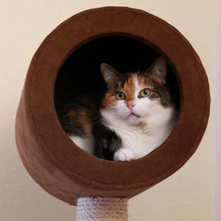 猫，动物肖像，家猫，幸运猫