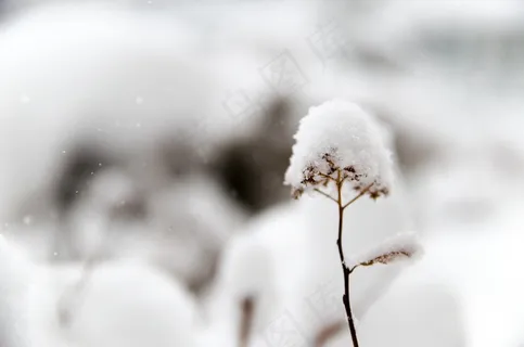 雪,冬季,冷,植物,白色,季节,弗罗斯特 雪,冬季,冷,植物,白色,季节,弗罗斯特