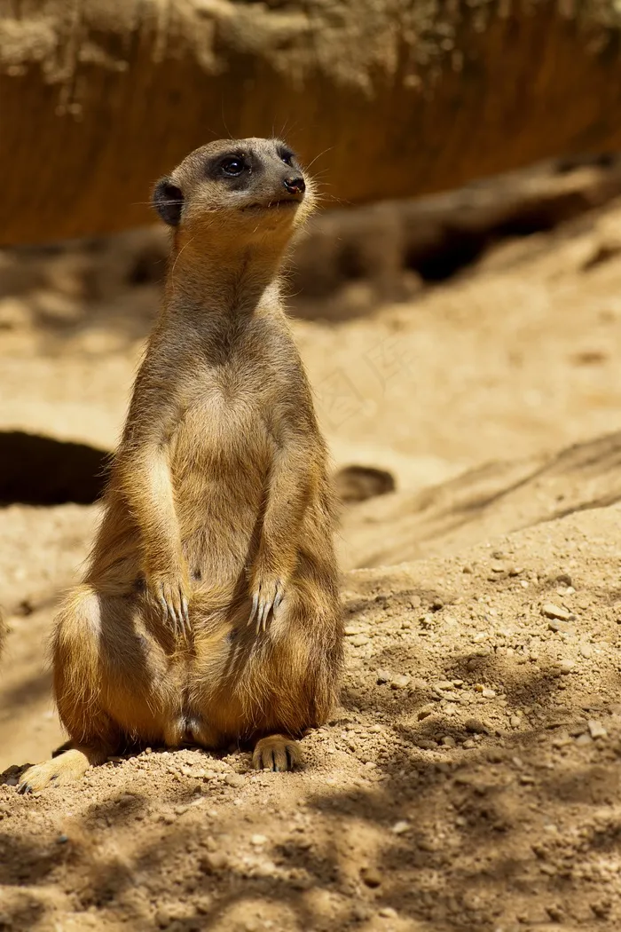 猫鼬，萨凡纳，非洲，野生动物园，国家公园