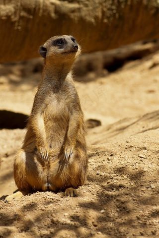 猫鼬，萨凡纳，非洲，野生动物园，国家公园