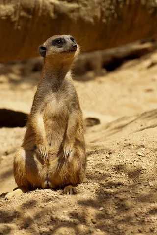 猫鼬，萨凡纳，非洲，野生动物园，国家公园