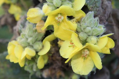 mullein，开花，关闭，花，植物