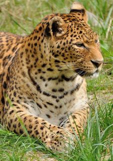 豹，捕食者，野猫，动物园，动物，狂野，自然