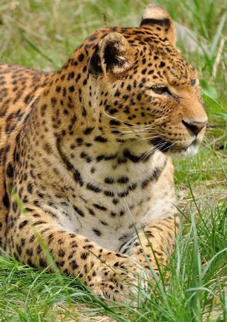 豹，捕食者，野猫，动物园，动物，狂野，自然