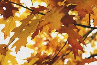 叶子，树，秋，秋天的树叶，森林，秋天的颜色