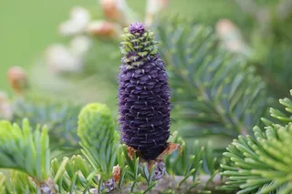 松果，松花，性质，松，锥，森林