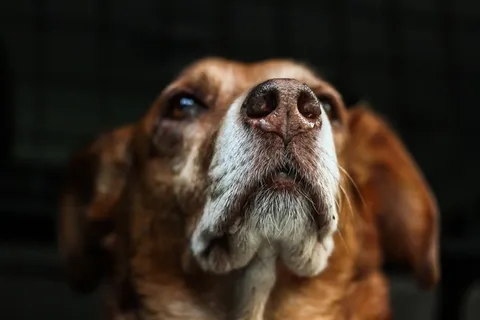 狗,巴吉度犬,小狗,工艺品,史宾格犬,仔细看狗的肖像 狗,巴吉度犬,小狗,工艺品,史宾格犬,仔细看狗的肖像