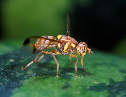 飞，瓜，水果，宏，昆虫，Bug，害虫