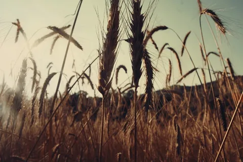 芦花,麦田,天空,芦苇,小麦,自然领域农业谷物