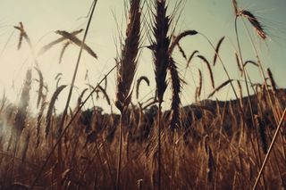 芦花,麦田,天空,芦苇,小麦,自然领域农业谷物