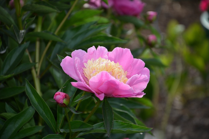 花，植物，牡丹，粉红色的花，粉红色，花园，性质