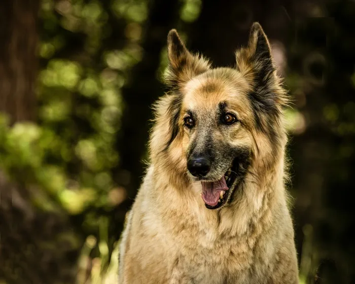 牧羊犬混合，狗，宠物，混合，快乐，犬，肖像