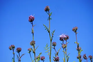 楠木，花，花，花序