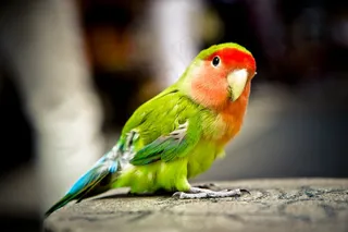 鹦鹉，鸟，多彩，绿色，红色