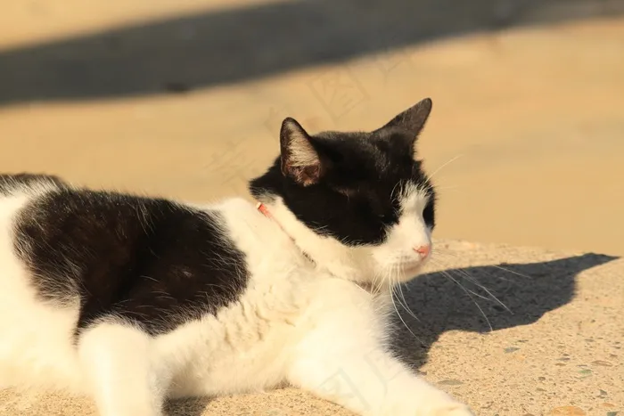 猫，可爱的猫，宠物，动物，家养，哺乳动物，年轻
