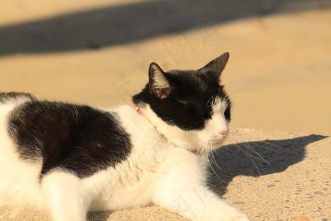 猫，可爱的猫，宠物，动物，家养，哺乳动物，年轻