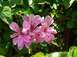 布什，观赏灌木，盛开，开花，厂