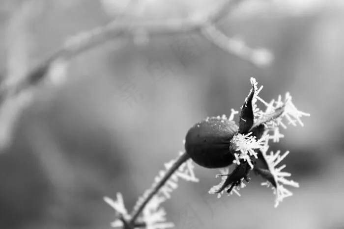 冬季，植物，Rostilna，冰，雪，弗罗斯特
