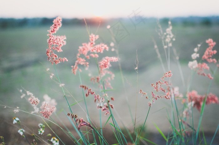 花，场，夏天，春天，植物，草，西红柿，荷兰芹
