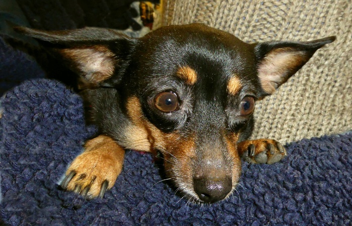 小狗，可爱，短毛猎犬，宠物，布朗