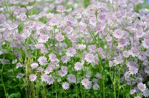 鲜花，春天，粉红色，大自然，背景，绿色