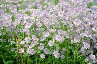 鲜花，春天，粉红色，大自然，背景，绿色