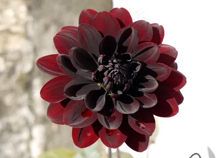 大丽花,业力Choc,花 大丽花,业力Choc,花