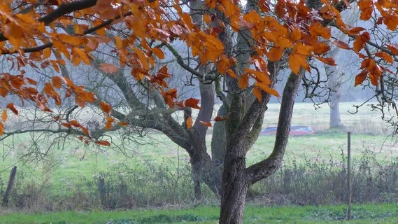 树，日志，审美，秋天的落叶，无色，叶子