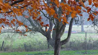 树，日志，审美，秋天的落叶，无色，叶子