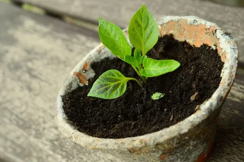 植物,年幼植物,小植物,幼苗 植物,年幼植物,小植物,幼苗