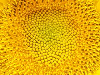 向日葵，花，性质，向日葵，黄色，场