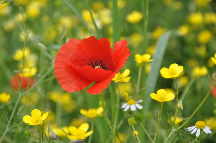 罂粟，大自然，草地花卉