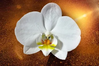 兰花，花，开花，厂，白色，关闭