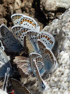 蝴蝶，Restharrow的蓝色，Polyommatus伊卡洛斯