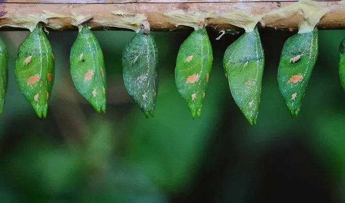 茧，绿色，幼虫，幼虫，昆虫幼虫，宏