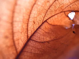 叶子，自然，树，秋季，结构，纹理