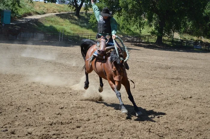 塔拉希（Talahi），残酷训练（Bronc Training），骑行一，图片二