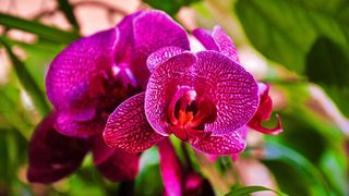 兰花，紫色，关闭