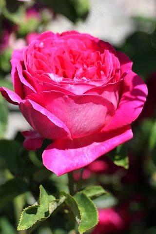 玫瑰，花，开花，性质，植物，花园