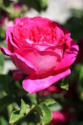 玫瑰，花，开花，性质，植物，花园