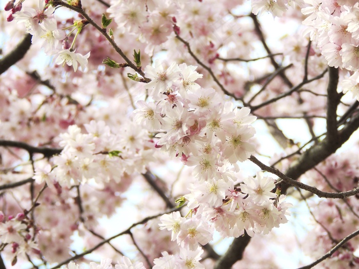 开花，花，幼鸟，粉红色，性质，植物