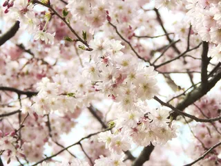 开花，花，幼鸟，粉红色，性质，植物