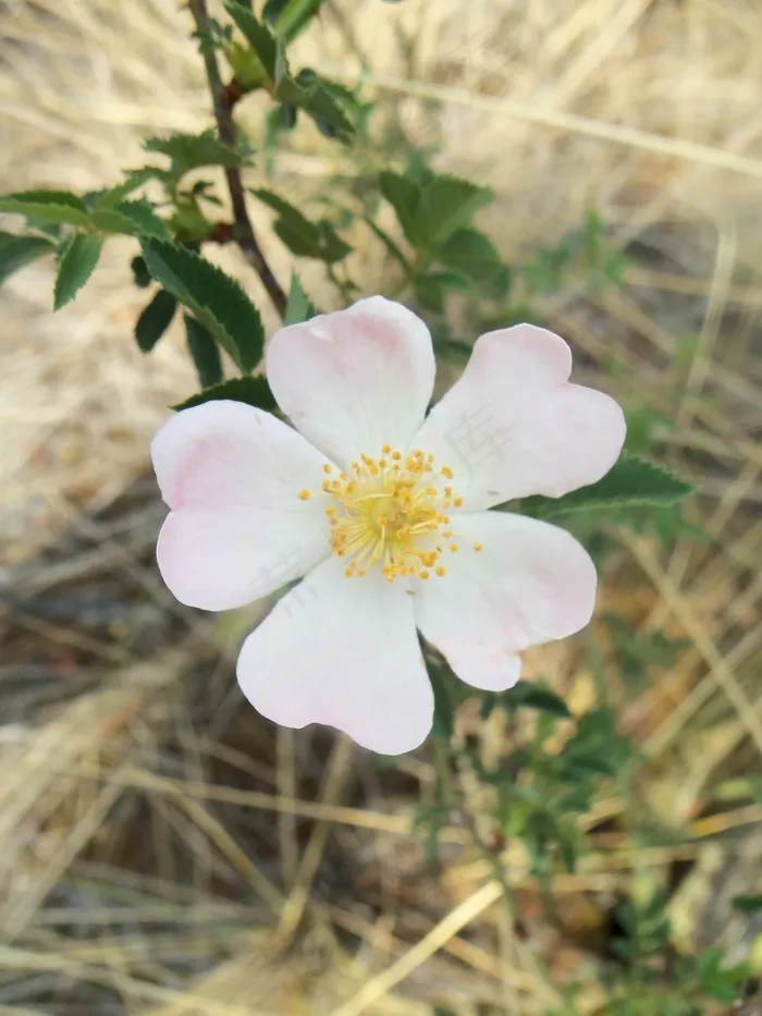 花，鲜花，罗莎，野花，性质